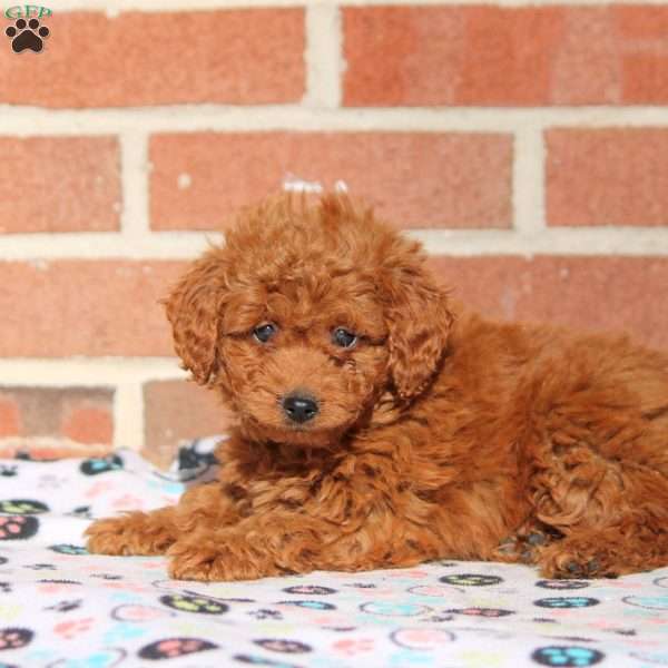 Kali, Mini Goldendoodle Puppy