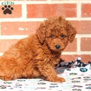 Kali, Mini Goldendoodle Puppy