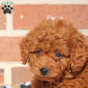 Kali, Mini Goldendoodle Puppy