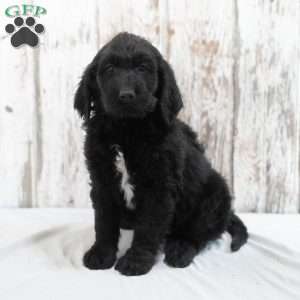 Kamel, Goldendoodle Puppy