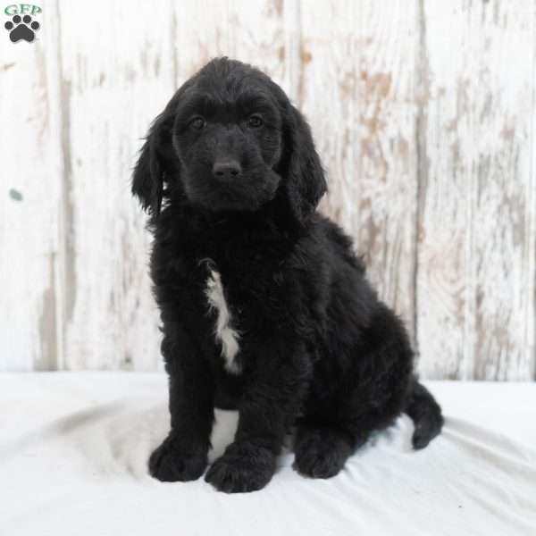 Kamel, Goldendoodle Puppy