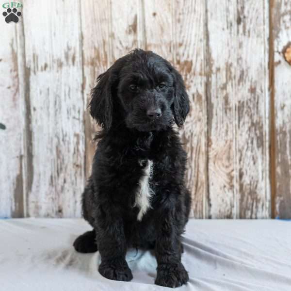 Kamel, Goldendoodle Puppy