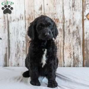 Kamel, Goldendoodle Puppy