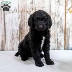 Kamel, Goldendoodle Puppy