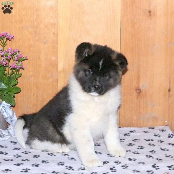 Kami, Akita Puppy