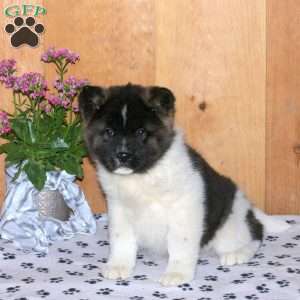 Kami, Akita Puppy