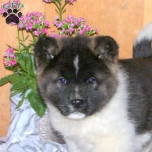 Kami, Akita Puppy