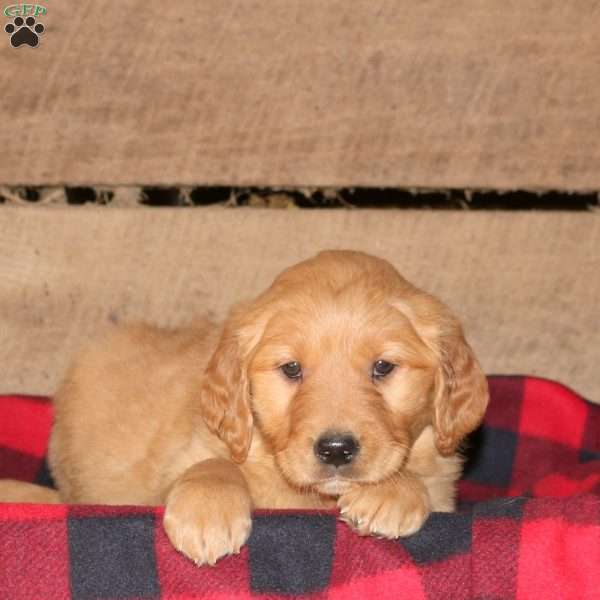 Kamie, Golden Retriever Puppy