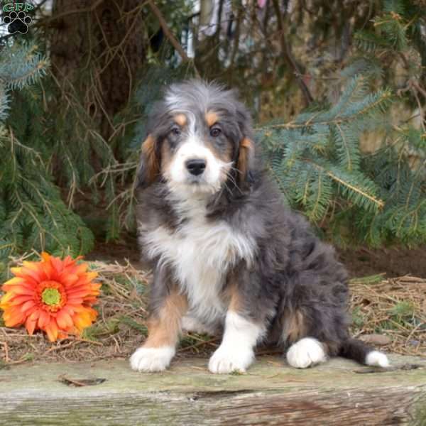 Kandy, Mini Bernedoodle Puppy