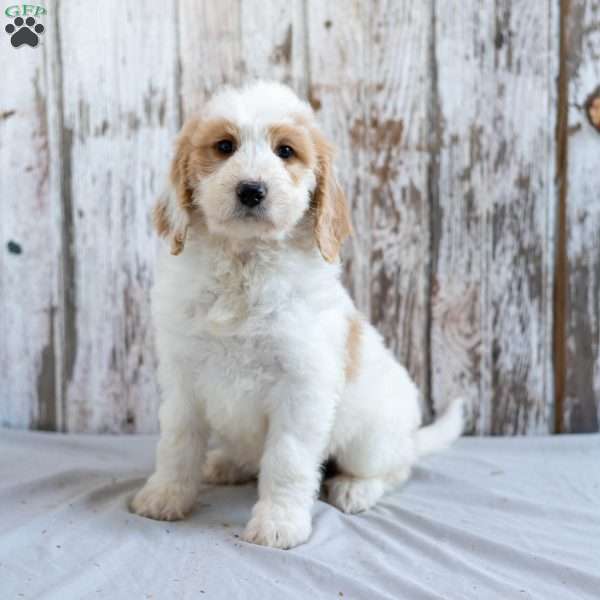 Kara, Goldendoodle Puppy