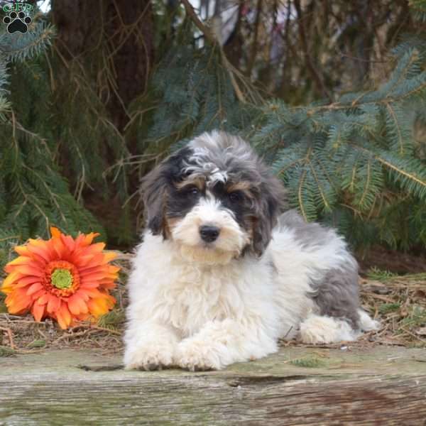 Karla, Mini Bernedoodle Puppy