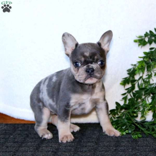 Karla, French Bulldog Puppy