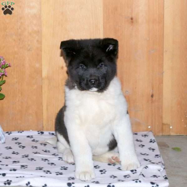 Karlee, Akita Puppy