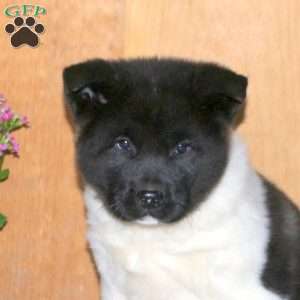 Karlee, Akita Puppy