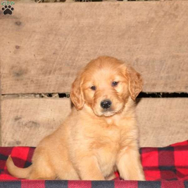 Karmen, Golden Retriever Puppy