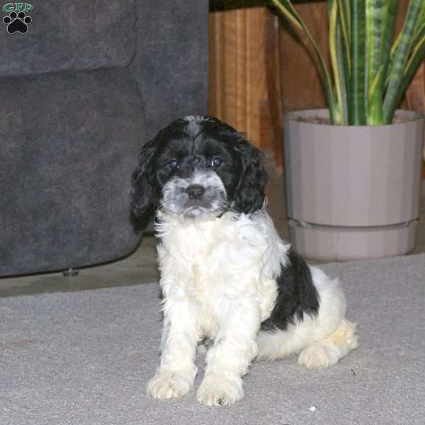 Karson, Cockapoo Puppy