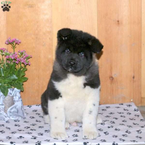 Karson, Akita Puppy