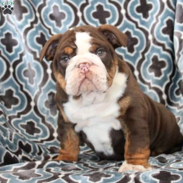 Karson, English Bulldog Puppy