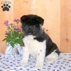 Karson, Akita Puppy