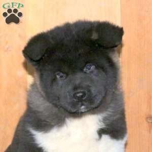 Karson, Akita Puppy