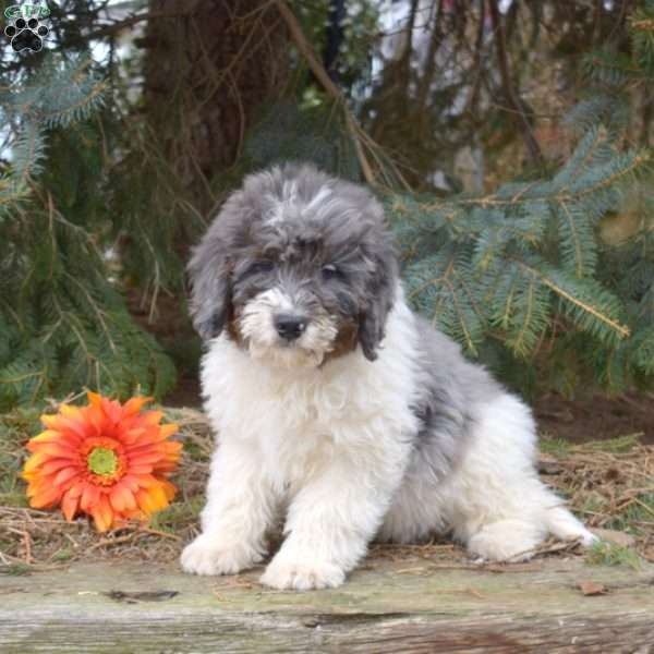 Karter, Mini Bernedoodle Puppy