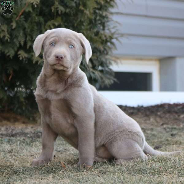 Karter, Silver Labrador Retriever Puppy