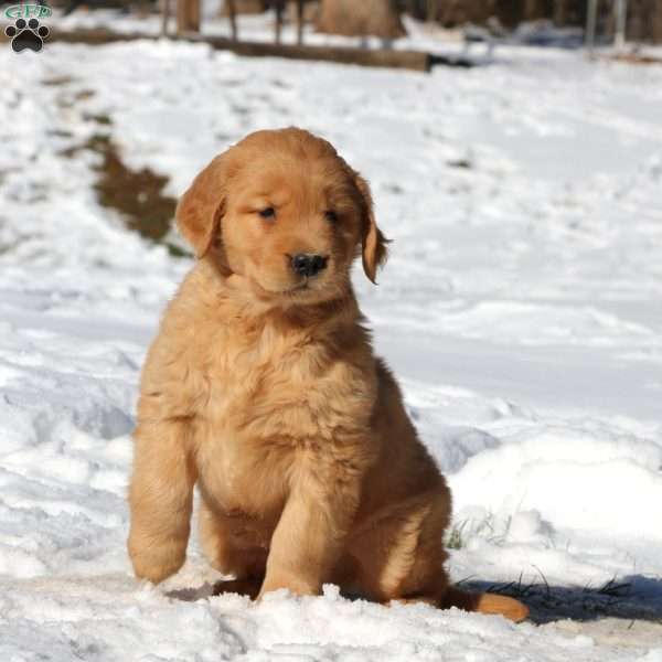 Karter, Golden Retriever Puppy