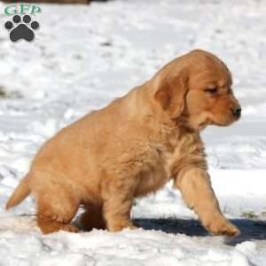 Karter, Golden Retriever Puppy