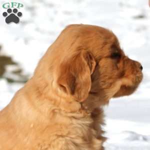 Karter, Golden Retriever Puppy