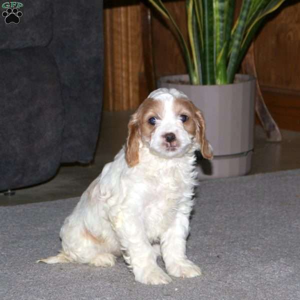 Kate, Cockapoo Puppy