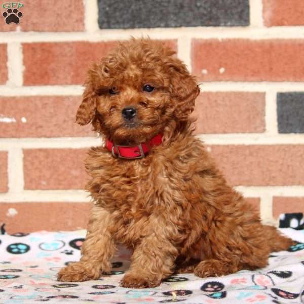 Kate, Mini Goldendoodle Puppy