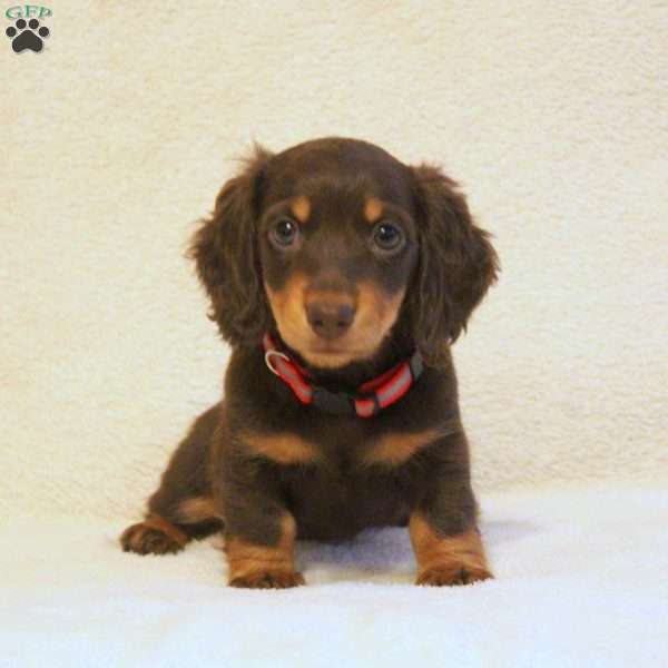 Kathy, Dachshund Puppy