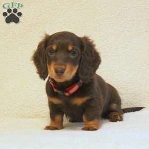 Kathy, Dachshund Puppy