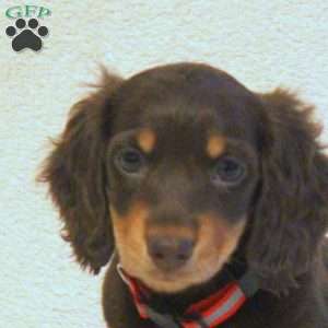 Kathy, Dachshund Puppy