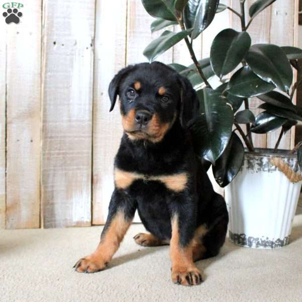 Kathy, Rottweiler Puppy