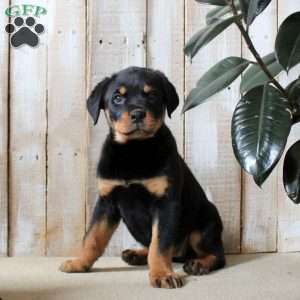 Kathy, Rottweiler Puppy