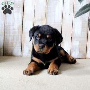 Kathy, Rottweiler Puppy