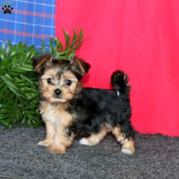 Katie, Yorkie-Chon Puppy