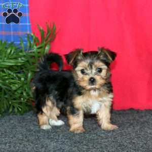 Katie, Yorkie-Chon Puppy