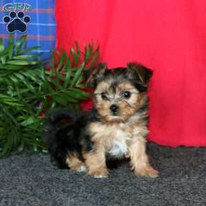 Katie, Yorkie-Chon Puppy