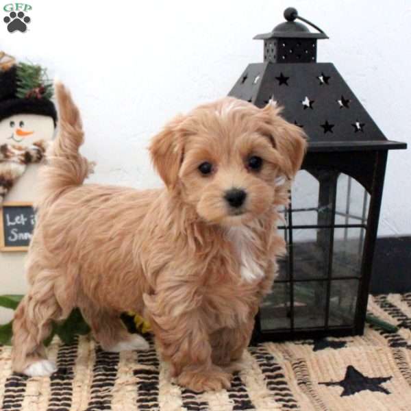 Katrina, Maltipoo Puppy