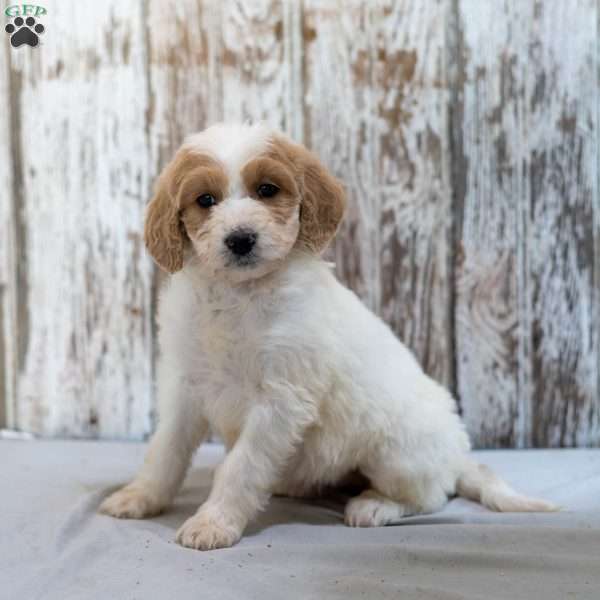 Katrina, Goldendoodle Puppy