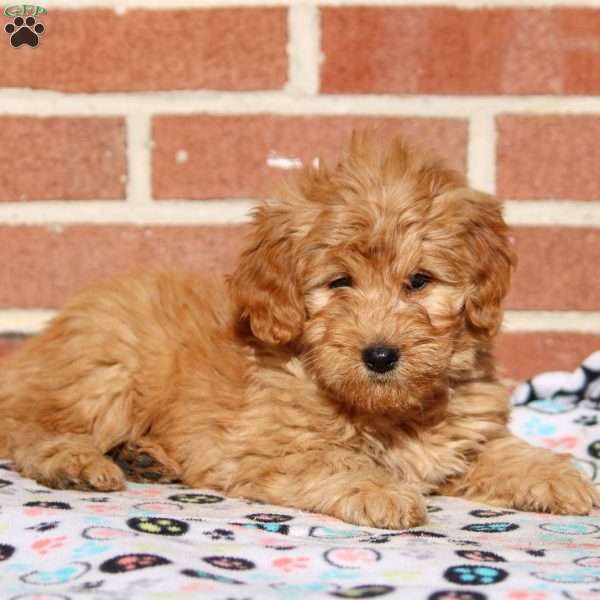 Kayden, Mini Goldendoodle Puppy