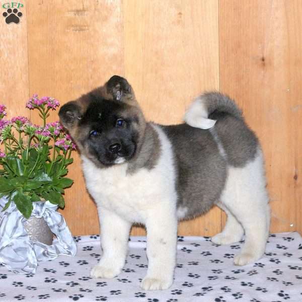 Kayla, Akita Puppy