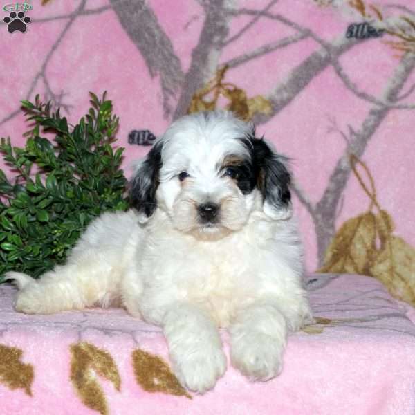 Kayla, Mini Bernedoodle Puppy