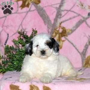 Kayla, Mini Bernedoodle Puppy