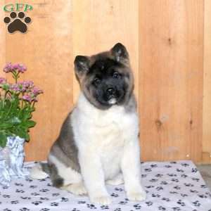 Kayla, Akita Puppy