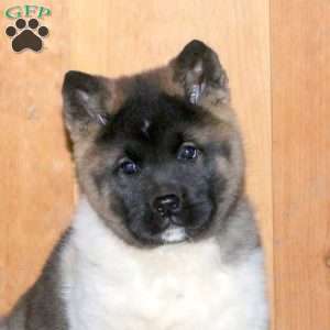 Kayla, Akita Puppy