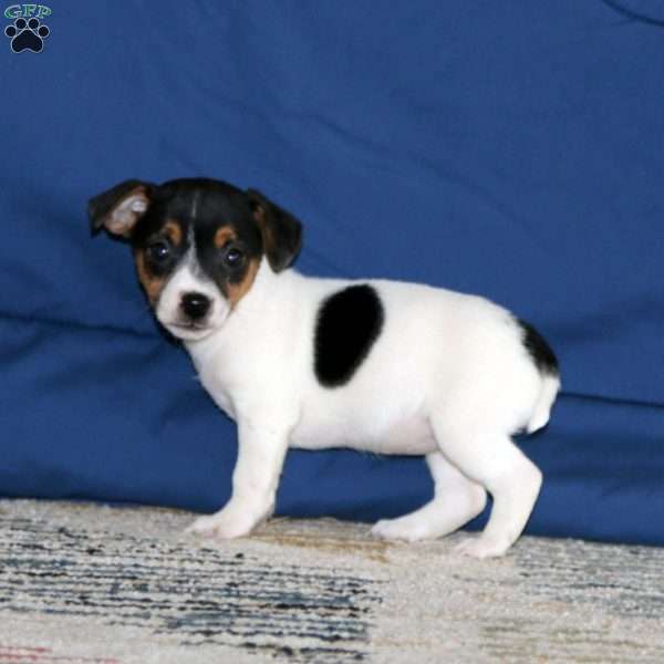 Kayla, Jack Russell Terrier Puppy