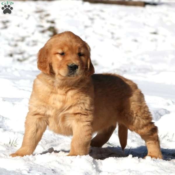 Kayla, Golden Retriever Puppy